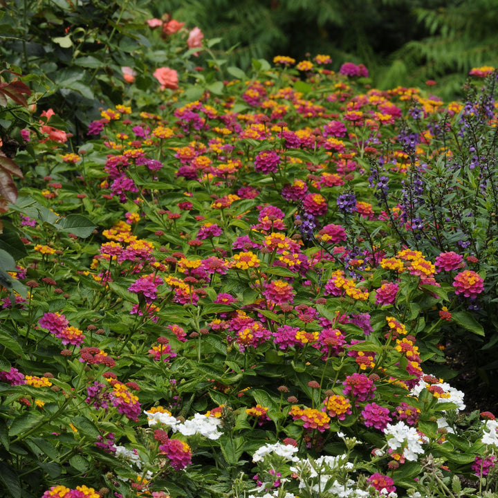 Lantana camara 'Balandrise' ~ Lucky™ Sunrise Rose Lantana