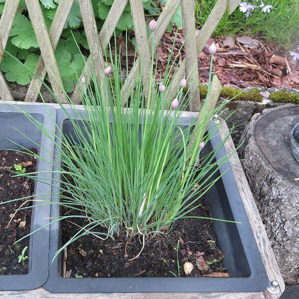 Allium schoenoprasum ~ Chives