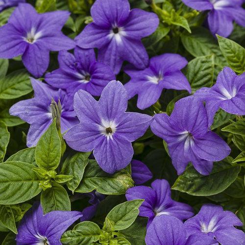 Browallia hybrid ‘UNHBR12’ ~ PW® Endless™ Illumination Bush Violet