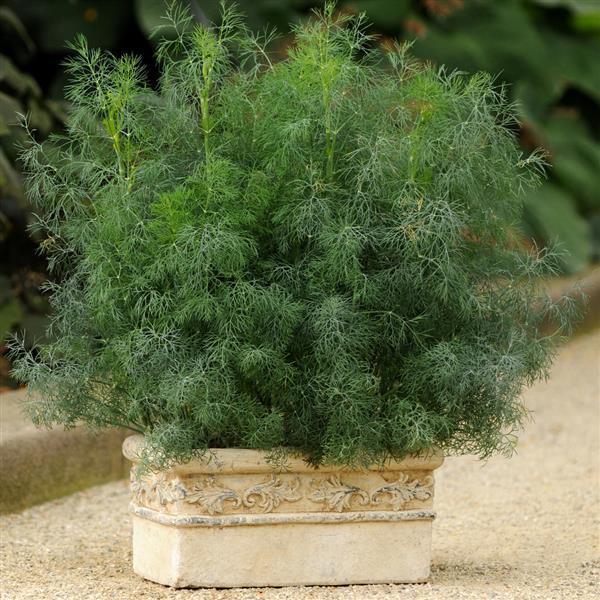 Anethum graveolens 'Fernleaf' ~ Fernleaf Dill