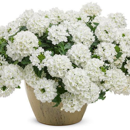 Verbena hybrid 'RIKA1832M3' ~ PW® Superbena® Whiteout™ Verbena