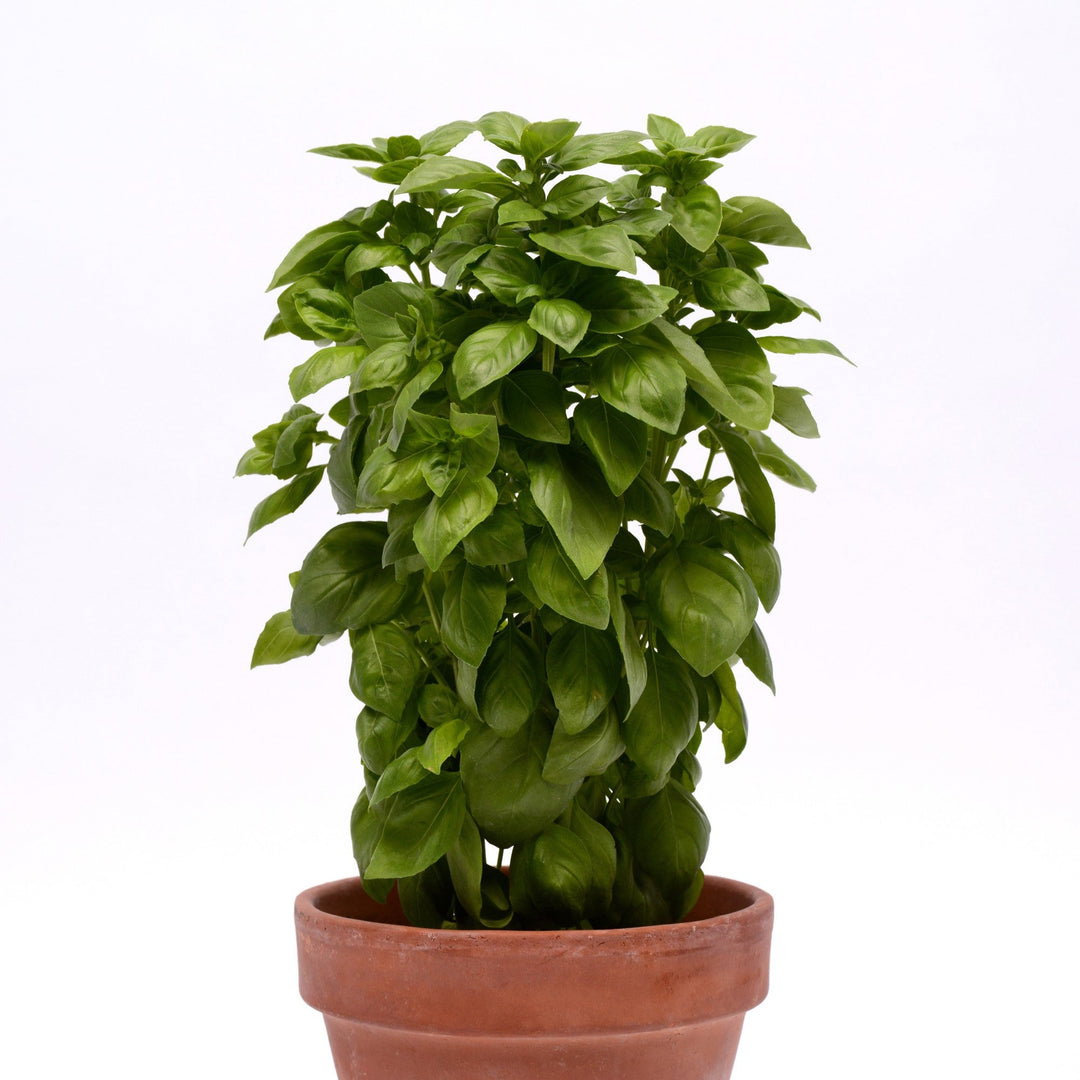 Ocimum basilicum 'Everleaf Genovese' ~ Everleaf Genovese Basil