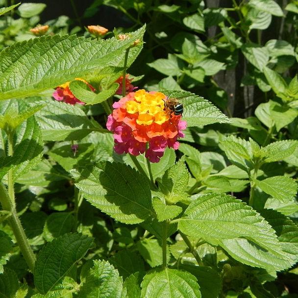 Lantana camara 'Flortanapi' ~ Little Lucky™ Hot Pink Lantana