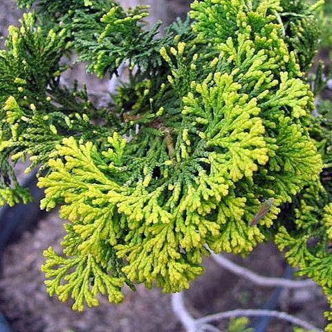 Chamaecyparis obtusa 'Aurea' ~ Gold Hinoki Cypress