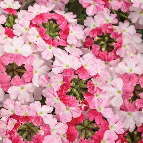 Verbena hybrid 'RIKAV52102' ~ PW® Superbena Sparkling® Rosé Verbena