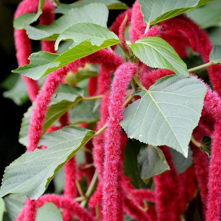 Acalypha hispida ~ Chenille Plant