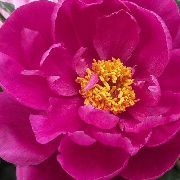 Paeonia lactiflora 'Red Sarah Bernhardt' ~ Red Sarah Bernhardt Peony
