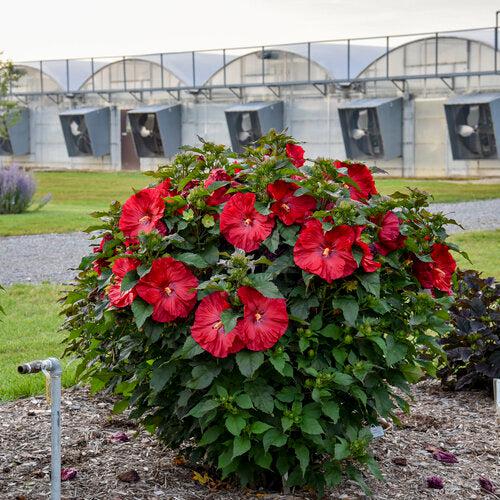 Hibiscus 'Valentine Crush' ~ Summerific® Valentine Crush Hibiscus