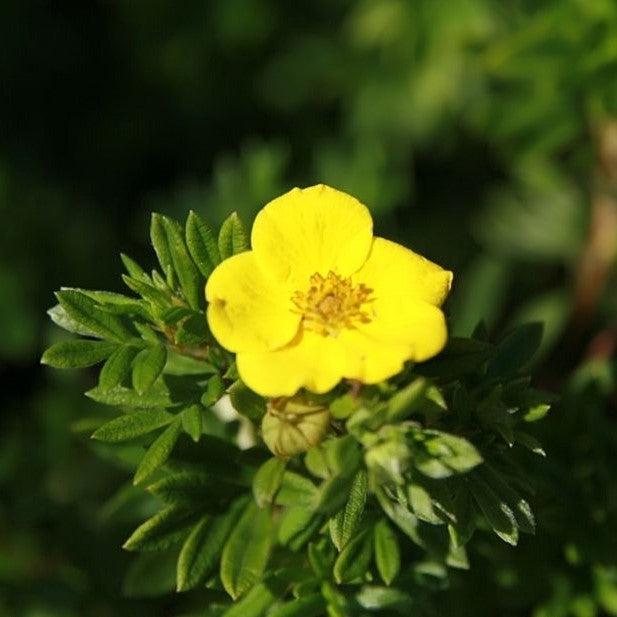 Potentilla fruticosa 'Goldfinger'  - Goldfinger Potentilla