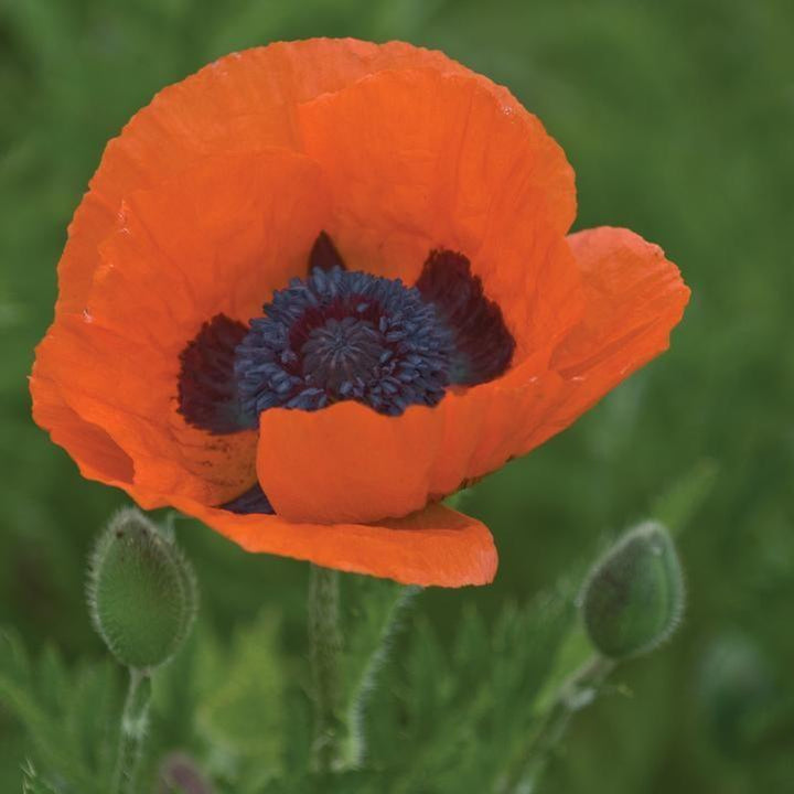 Papaver orientalis 'Prince of Orange' ~ Prince of Orange Poppies