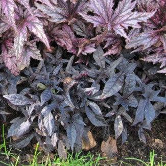 Ipomoea batatas ‘Blackie' ~ Proven Accents® Blackie Sweet Potato
