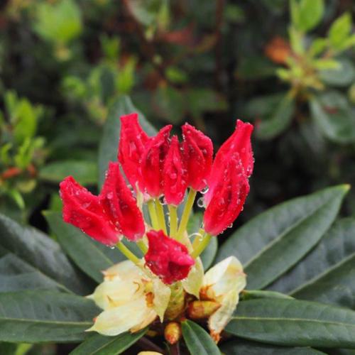 Rhododendron x 'NCRX1' ~ Dandy Man Color Wheel® Rhododendron