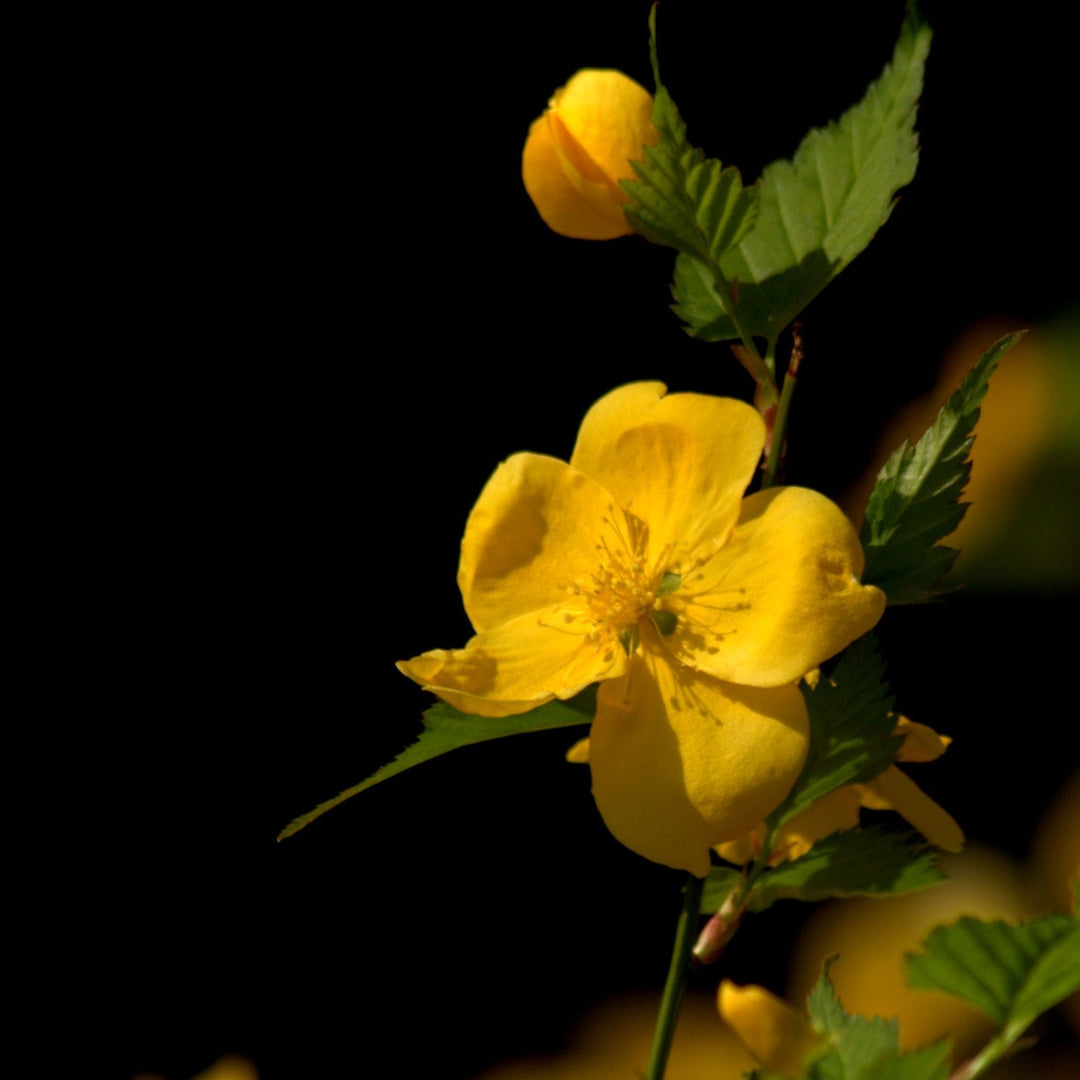 Kerria japonica 'Golden Guinea'  - Golden Guinea Japanese Kerria