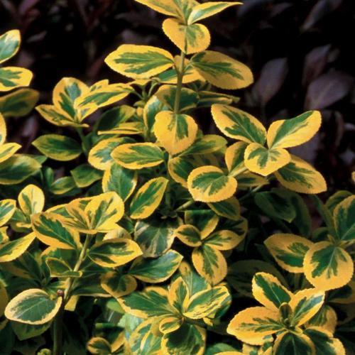 Euonymus fortunei 'Roemertwo' ~ PW®  Gold Splash® Euonymus