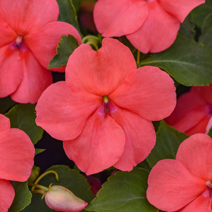 Impatiens walleriana 'PAS1413664' ~ Beacon® Coral Impatiens