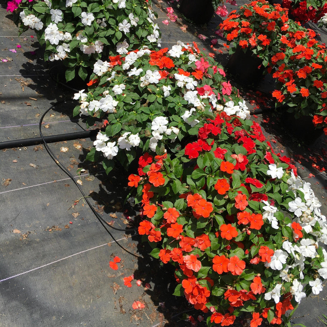 Impatiens walleriana 'Beacon Formula Mixture' ~ Beacon® Formula Mixture Impatiens