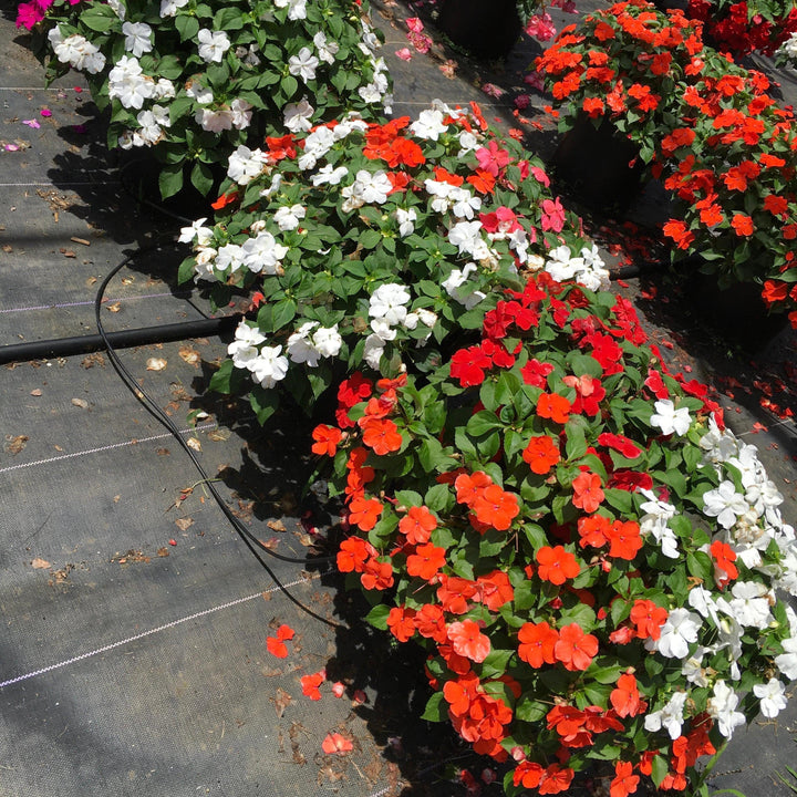 Impatiens walleriana 'Beacon Formula Mixture' ~ Beacon® Formula Mixture Impatiens