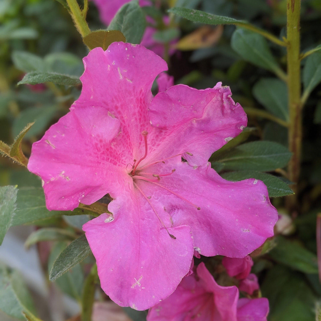 Rhododendron ‘Roblec’  - Encore® Autumn Carnation™ Azalea