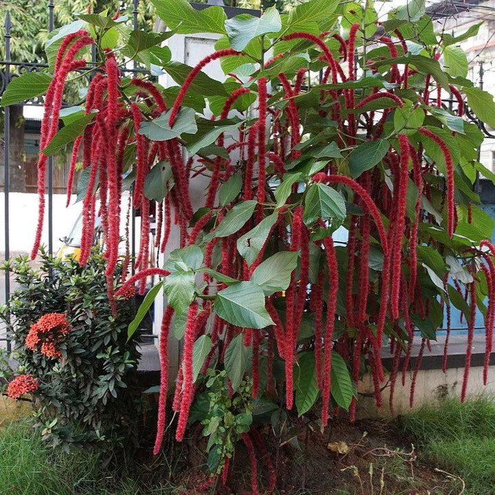 Acalypha hispida ~ Chenille Plant