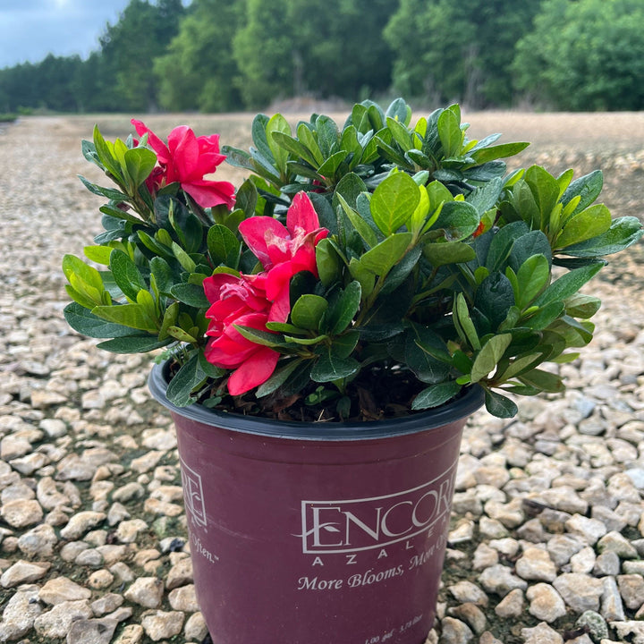 Rhododendron ‘Robleza’ ~ Encore® Autumn Bonfire™ Azalea