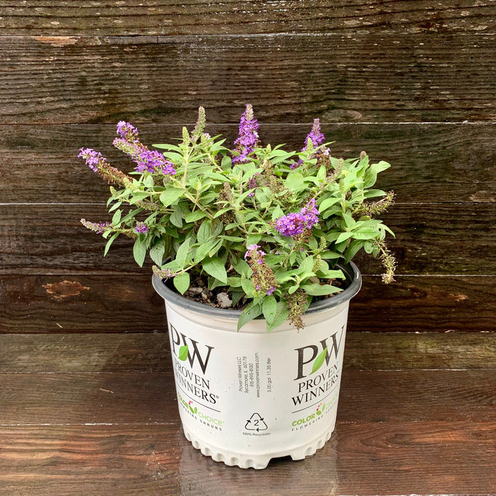 Buddleia davidii 'SMNBDBT' PP#28,794  - Pugster Blue® Dwarf Butterfly Bush