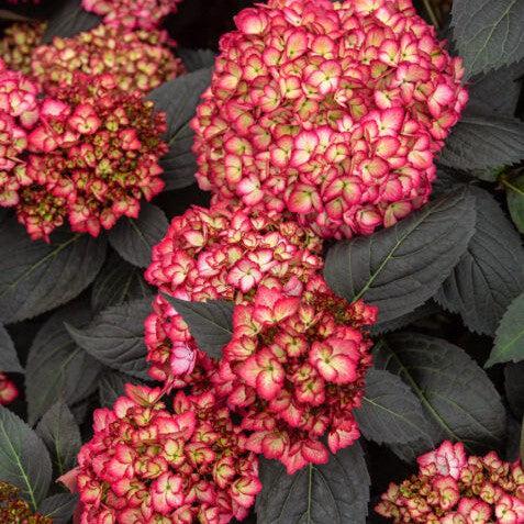 Hydrangea macrophylla 'Bailmacseven' ~ First Editions® Eclipse® Hydrangea