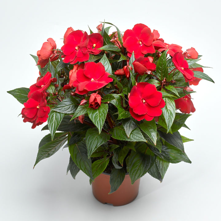 Impatiens hawkeri 'Super Sonic Red' ~ Super Sonic™ Red New Guinea Impatiens