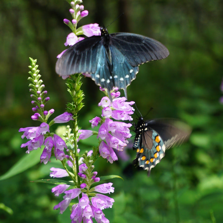Physostegia virginiana ~ Obedient Plant