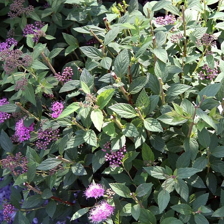 Spiraea japonica 'Little Princess'  - Little Princess Spirea