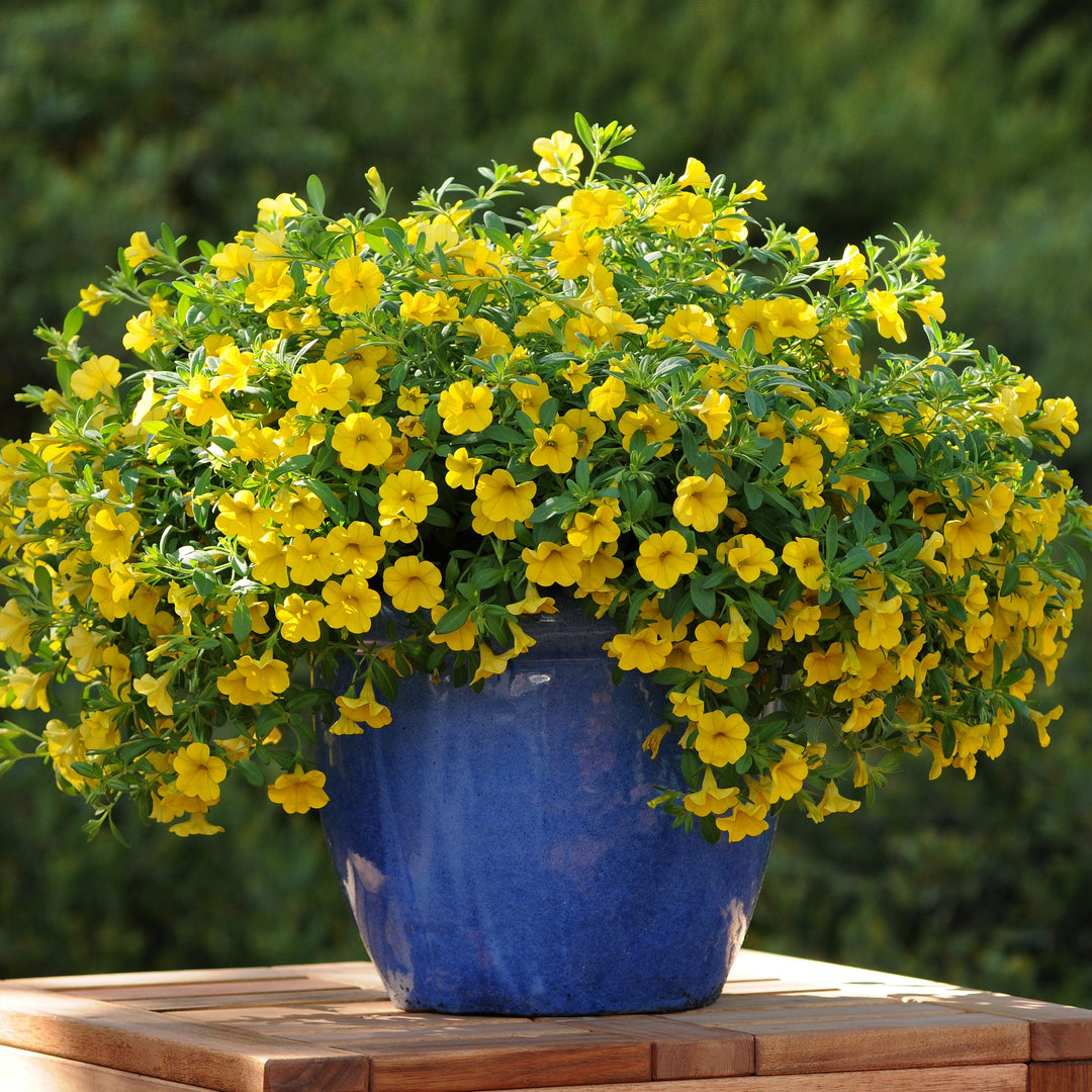 Calibrachoa hybrid 'Balcabdep' ~ Cabaret® Deep Yellow Calibrachoa