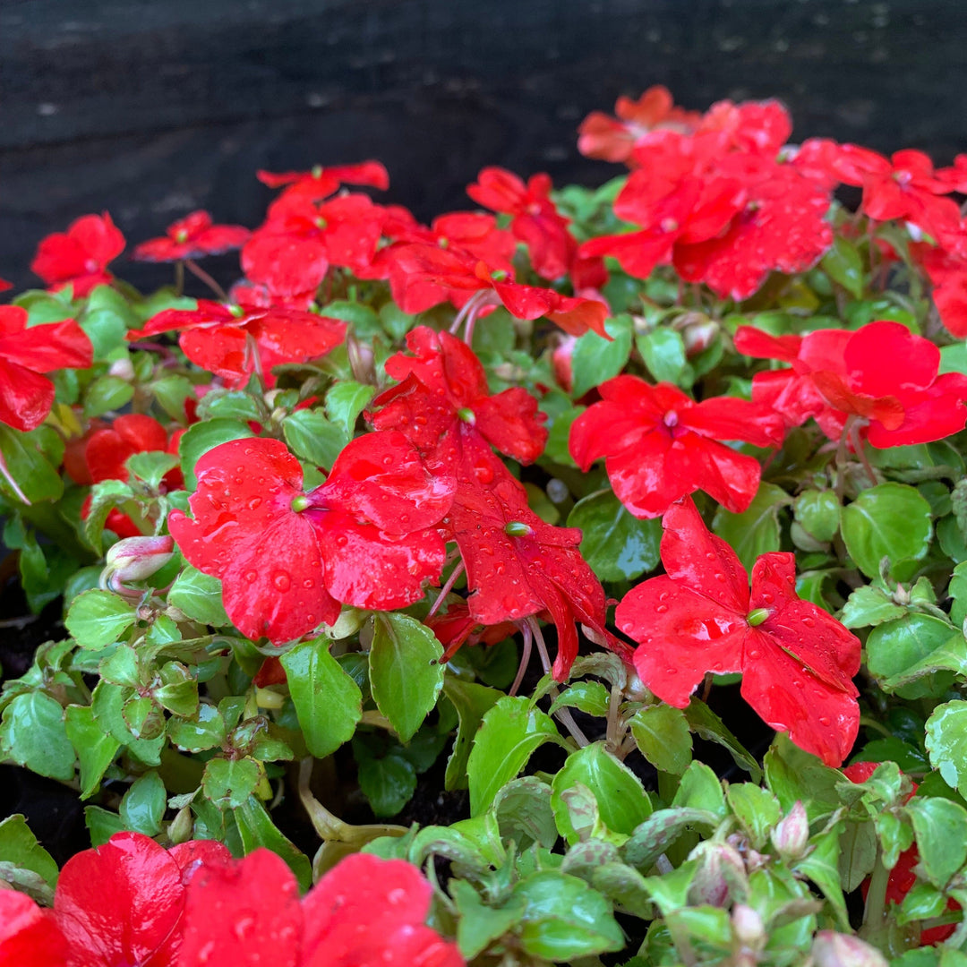 Impatiens walleriana 'PAS1413665' ~ Beacon® Bright Red Impatiens