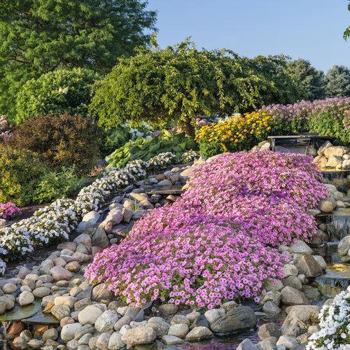 Petunia hybrid  'USTUNI6001' ~ Supertunia Vista® Bubblegum® Petunia