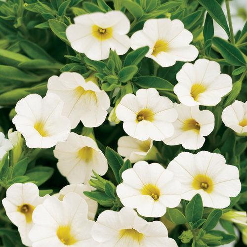 Calibrachoa hybrid 'Balcal14141' ~ PW® Superbells® White Calibrachoa