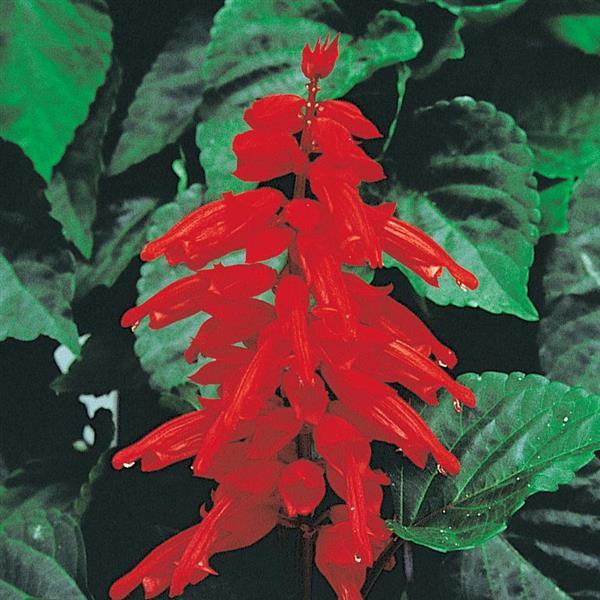 Salvia splendens 'Red Hot Sally II' ~ Red Hot Sally II Salvia