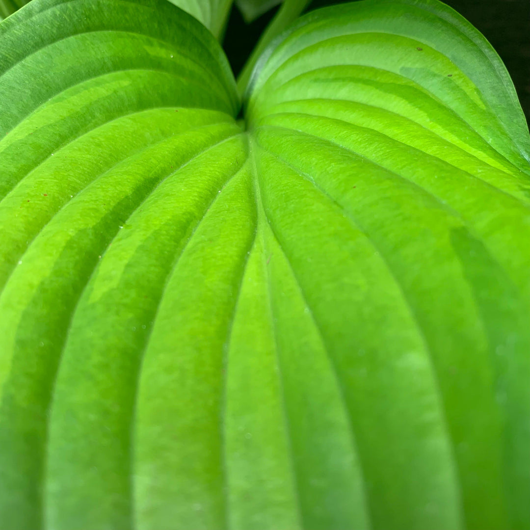 Hosta 'Guacamole' ~ Guacamole Hosta