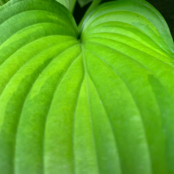 Hosta 'Guacamole' ~ Guacamole Hosta