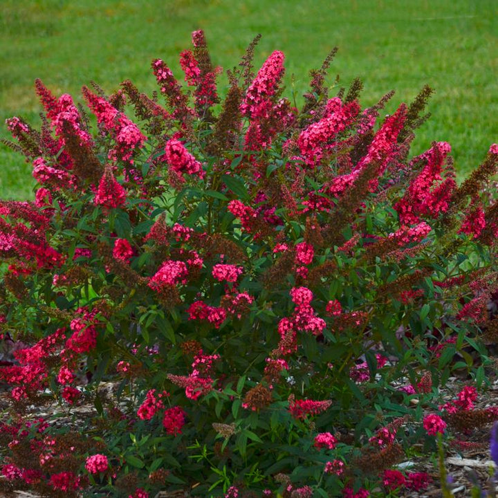 Buddleia davidii 'Prince Charming' ~ Monarch® Prince Charming Butterfly Bush