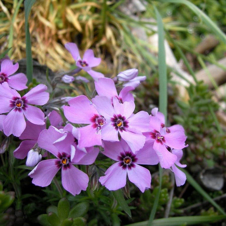 Phlox subulata 'Eye Candy' ~ Eye Candy Creeping Phlox