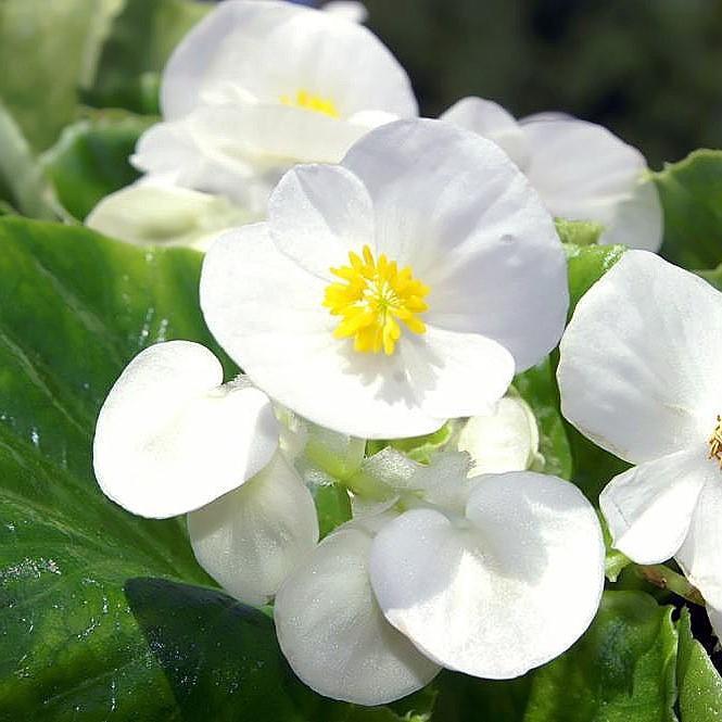 Begonia semperflorens 'Super Olympia White' ~ Super Olympia® White Begonia