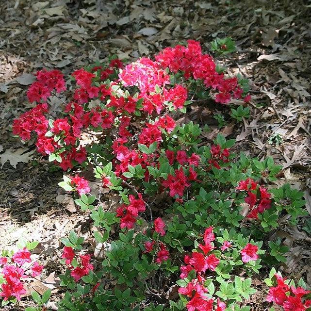 Rhododendron 'Bixby' ~ Bixby Azalea