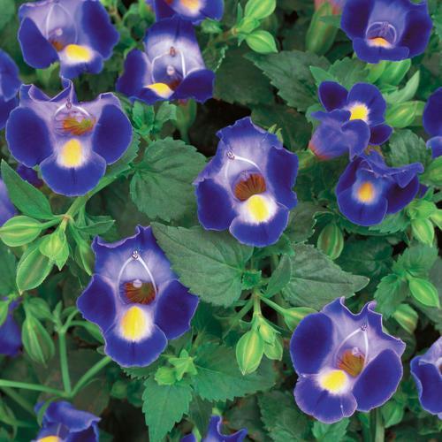 Torenia hybrid 'Dancat911' ~ PW® Catalina® Midnight Blue Wishbone Flower