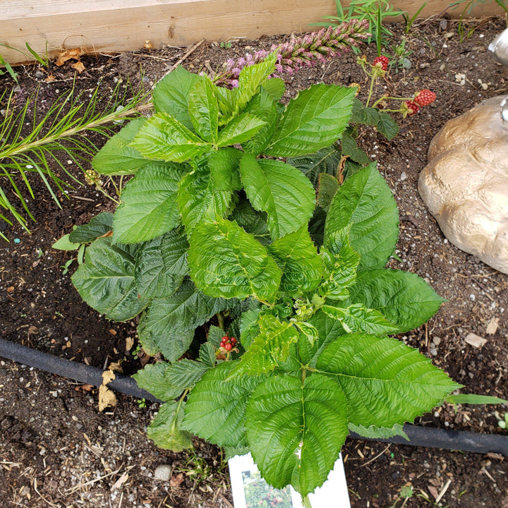 Rubus ulmifolius ‘APF-236T’  - Bushel and Berry® Baby Cakes® Thornless Blackberry