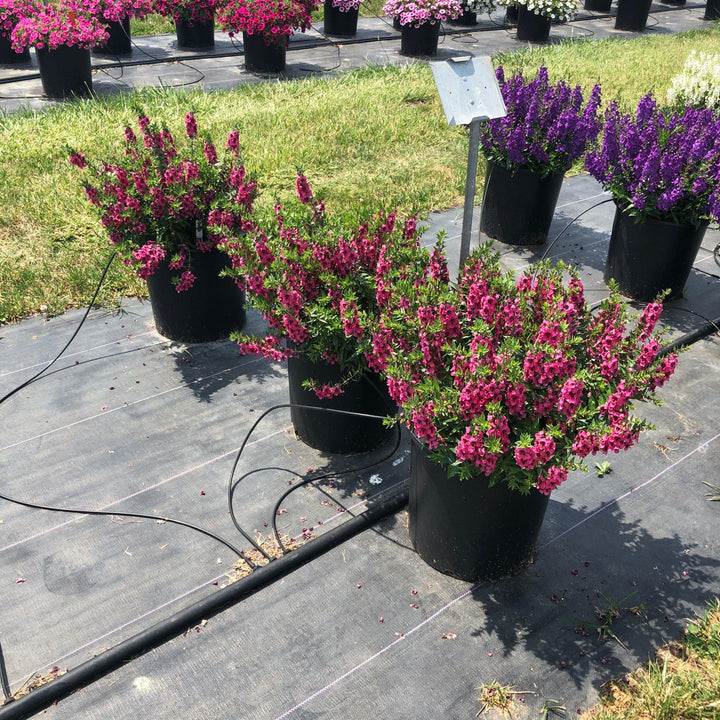 Angelonia angustifolia 'Carita Raspberry' ~ Carita™ Raspberry Summer Snapdragon