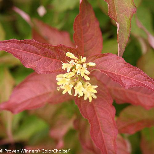 Diervilla 'G2X88544'  - Kodiak® Orange Honeysuckle