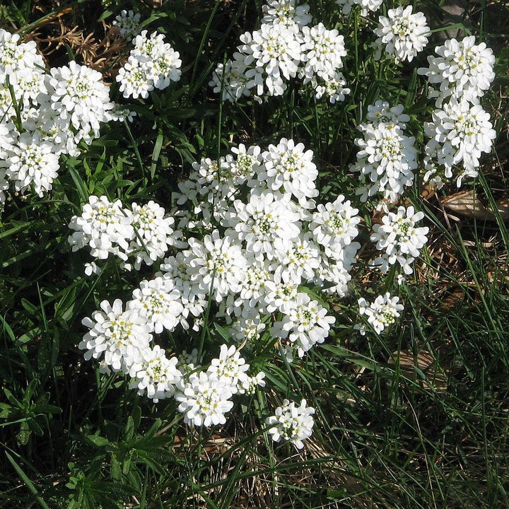 Iberis sempervirens 'Snowsurfer' ~ Snowsurfer™ Candytuft