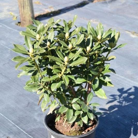 Rhododendron 'Nova Zembla' ~ Nova Zembla Rhododendron