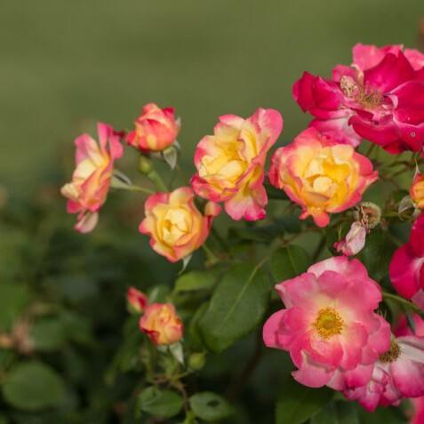Rosa 'CA 29' ~ Campfire Rose