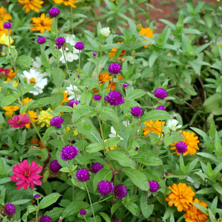 Gomphrena 'Gnome Purple' ~ Gnome Purple Globe Amaranth