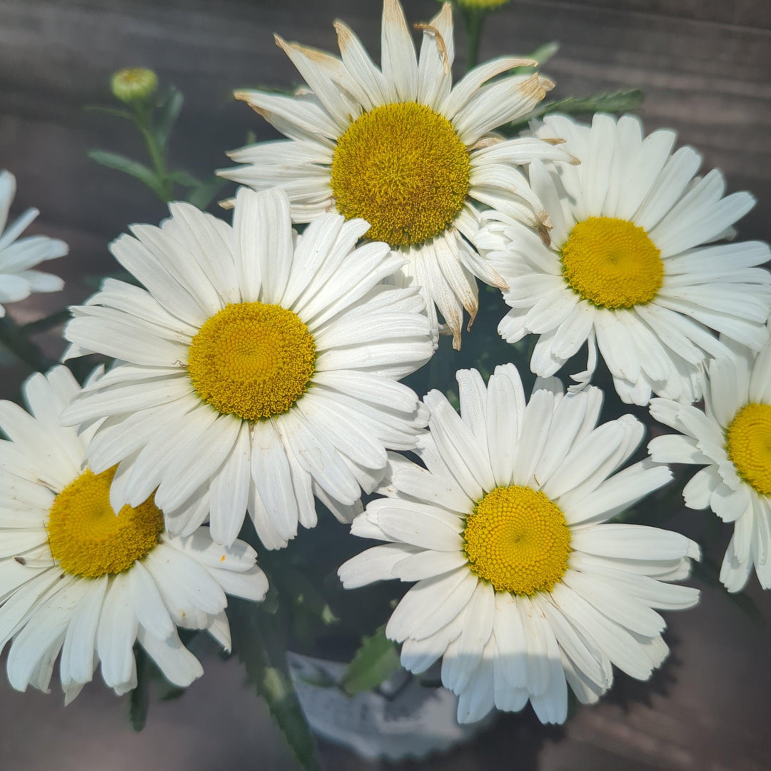 Amazing Daisies® Daisy May®  Shasta daisy