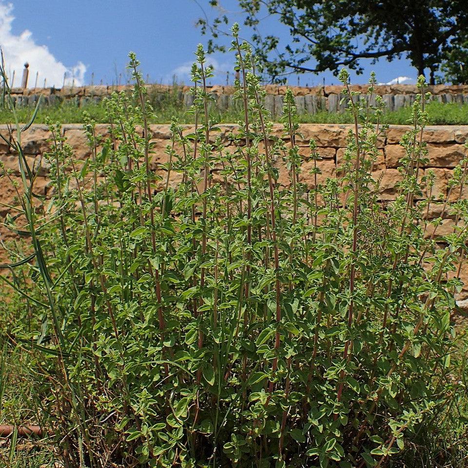 Origanum vulgare subsp. hirtum ~ Greek Oregano